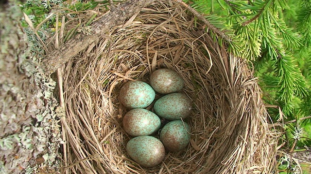 土豆(Turdus pilaris)巢与蛋视频下载