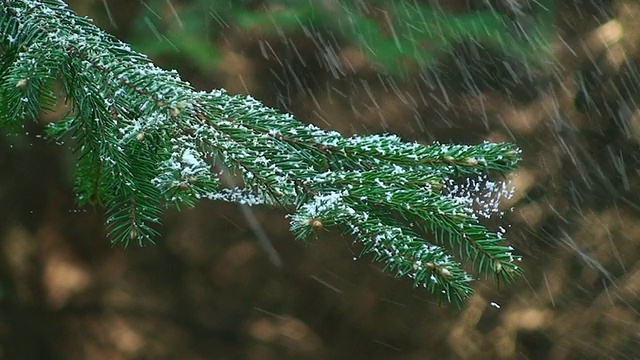 森林里的雪视频下载