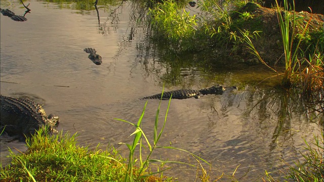 HA, MS, PAN，部分淹没了在水中缓慢移动的四只短吻鳄，Anhinga Pond, Everglades国家公园，佛罗里达，美国视频素材