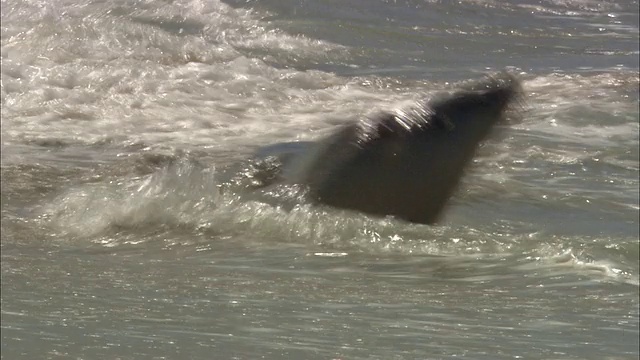 澳大利亚袋鼠岛，海豹在海滩浅水中翻滚视频素材