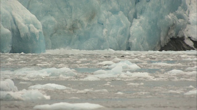 漂浮在美国阿拉斯加州基奈峡湾国家公园的艾利克冰川上的大块冰块视频素材