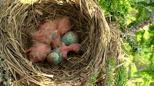 雌性野鸡(Turdus pilaris)喂养小鸡视频下载