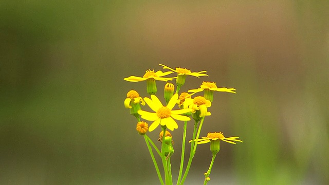 花。视频素材