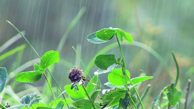 草在雨中视频素材