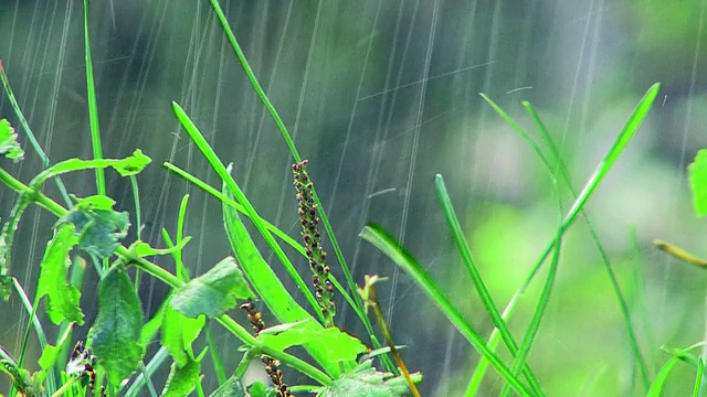 草在雨中视频素材