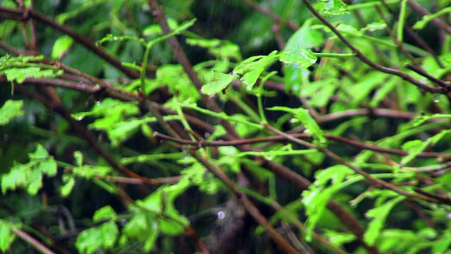 树在雨中视频素材