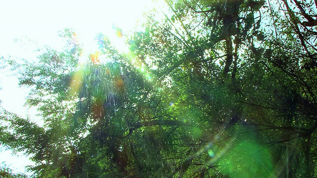 雨中树的阳光视频素材