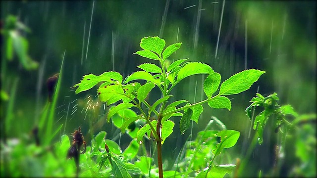 草上的水滴视频素材