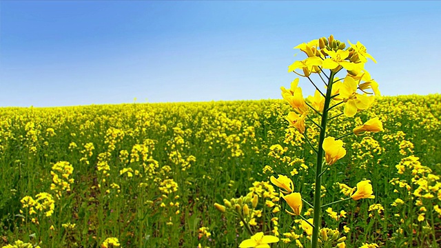 油菜花领域视频素材