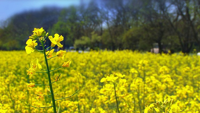 油菜花与道路交通视频素材