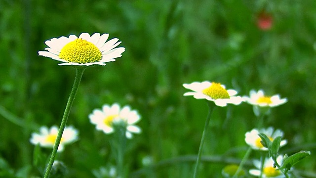 甘菊现场视频素材