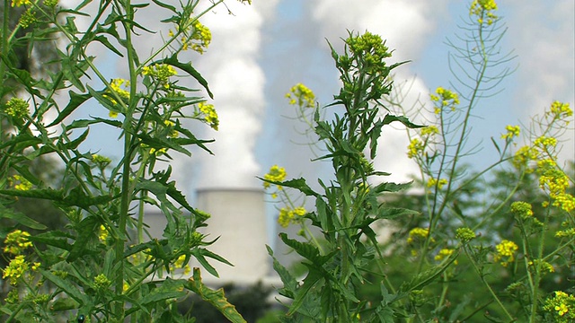 发电厂前的鲜花视频素材