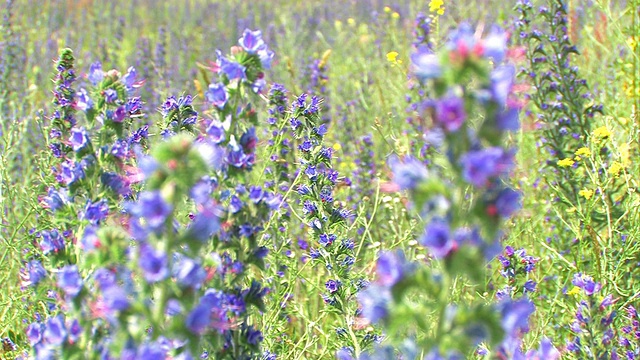 花+特写视频素材