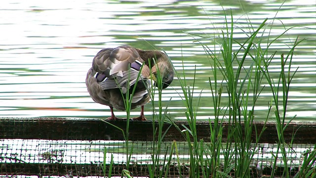 野鸭视频素材