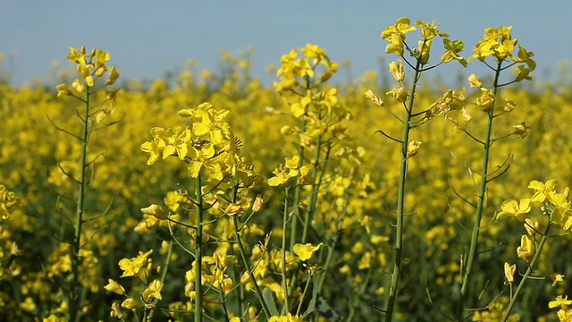 油菜田(Brassica napus)视频素材