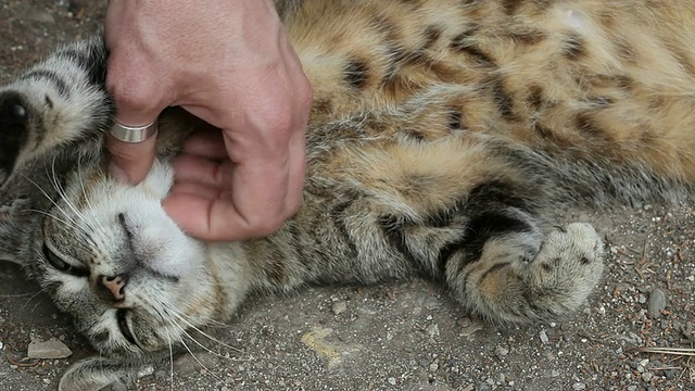 抚摸着一只可爱的猫视频素材