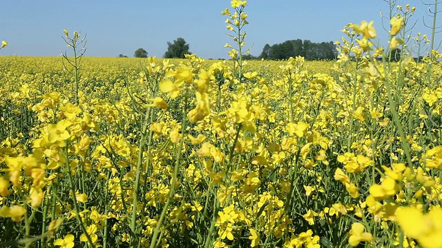 风吹在油菜籽地里视频素材