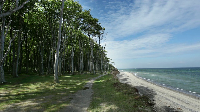 有森林和陡峭海岸的海洋视频素材