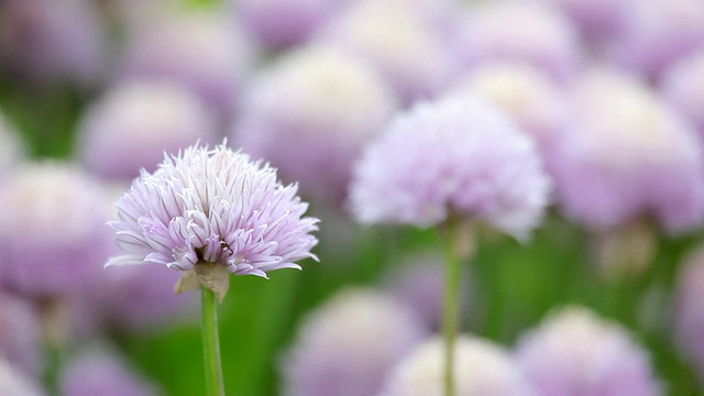 花园高清花卉视频素材