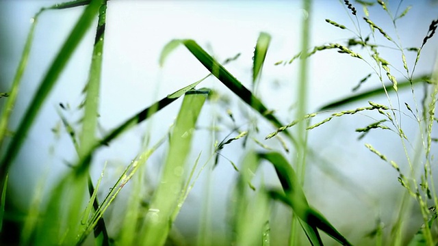 摘要草地上视频视频素材