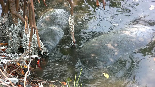 两只海牛在啃红树根视频素材