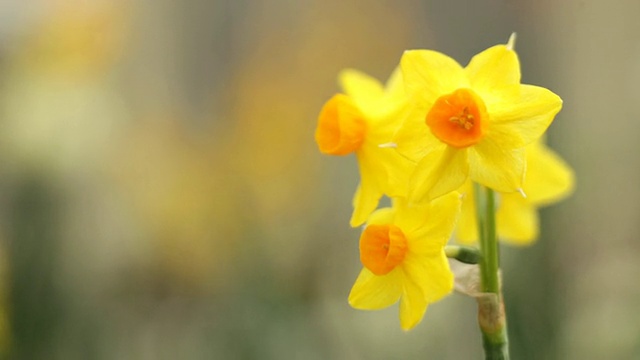 水仙花视频素材