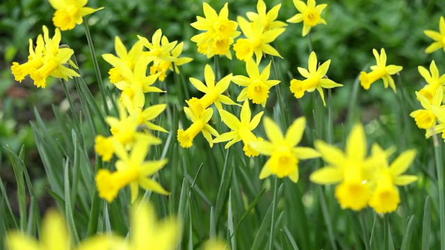 水仙花视频素材