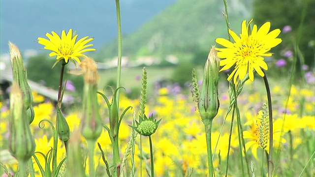 高清:黄色的花视频素材