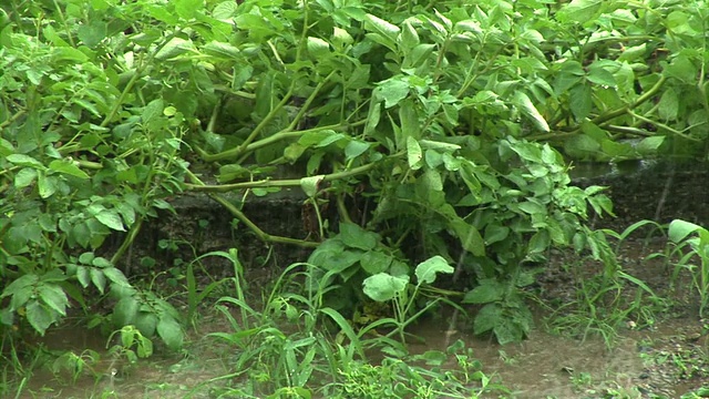 雨中的绿色视频素材