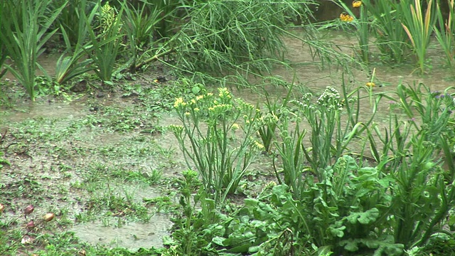 雨中的花园视频素材