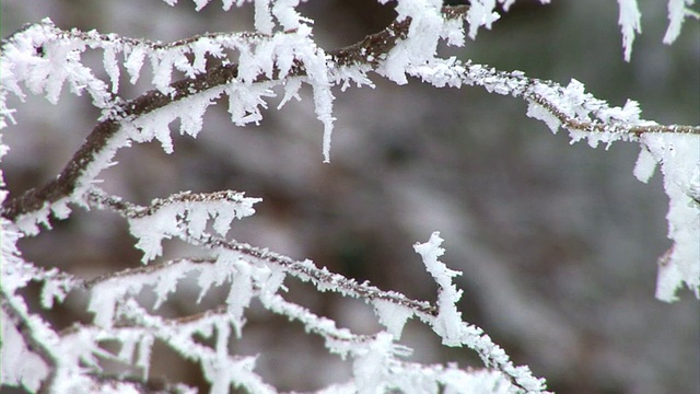 白雪覆盖的树枝视频素材