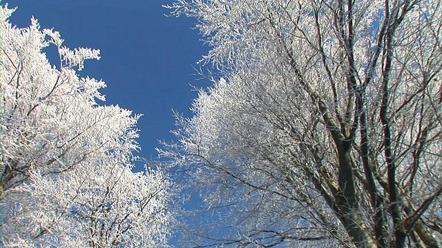 白雪覆盖的树顶。视频素材