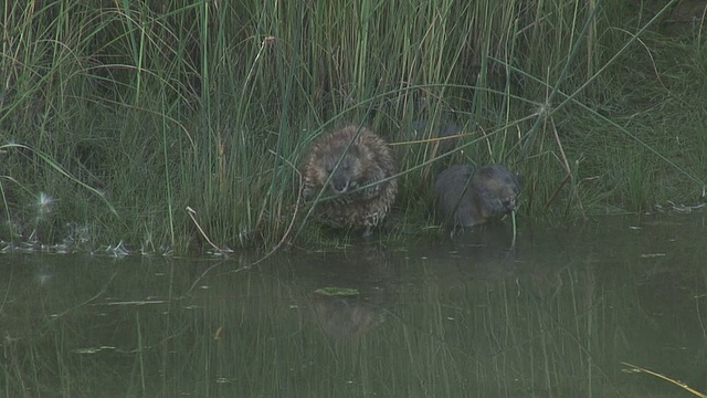 河鼠16 1080/60i视频素材