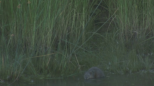 河鼠18 1080/60i视频素材