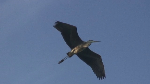 飞翔苍鹭3 1080/60i视频素材