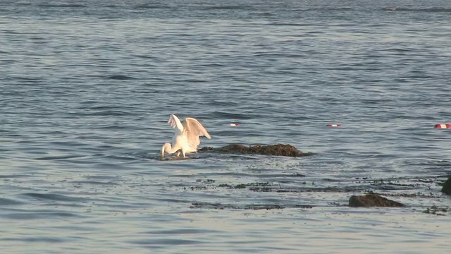 白鹭在海洋19 - HD 30F视频素材