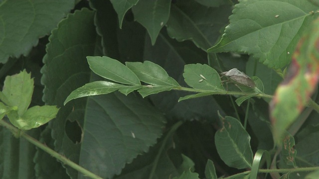 植物上昆虫特写镜头视频素材