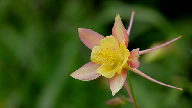 HD花在轻风视频素材