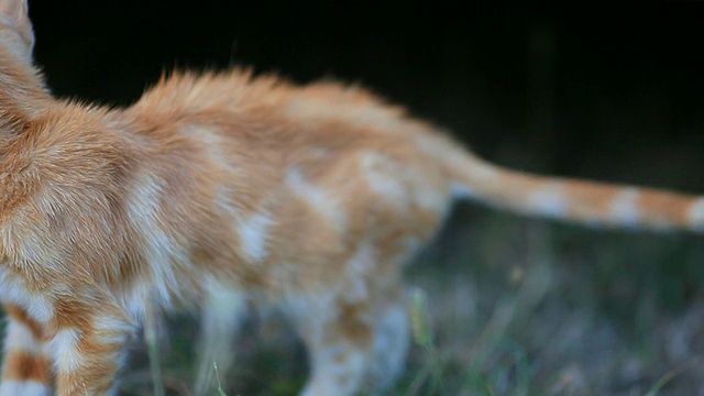 害怕猫高清视频素材