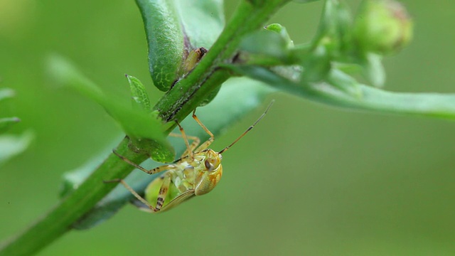 甲虫视频素材