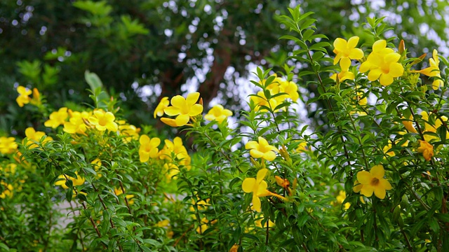 花和树背景视频素材