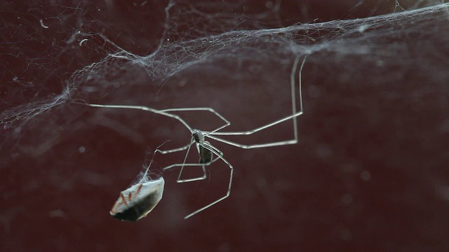 狩猎蜘蛛视频素材