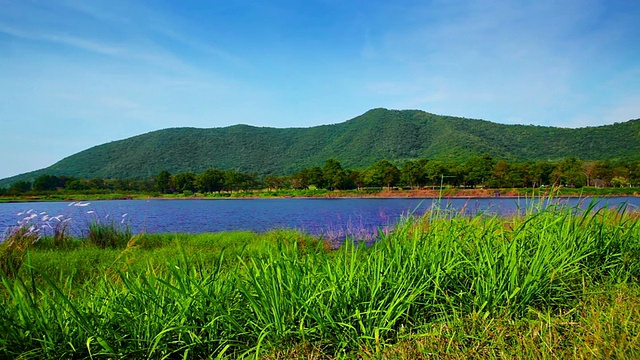 草，池塘，山视频素材