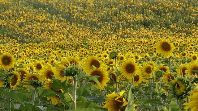 MS View of Sunflowers in Field / Huelva，安达卢西亚，西班牙视频素材