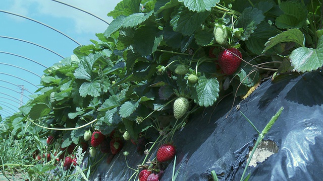 MS CU View of Strawberry Field / Huelva，安达卢西亚，西班牙视频素材