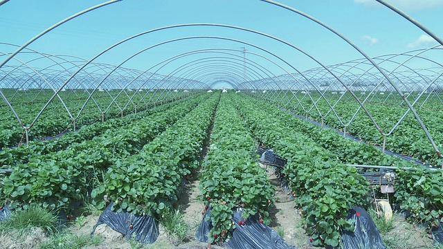 MS WS View of Strawberry Field / Huelva，安达卢西亚，西班牙视频素材