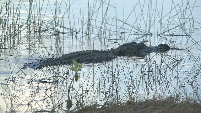 游泳短吻鳄视频素材