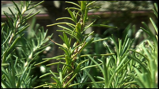 (HD1080)迷迭香花园:特写视频素材