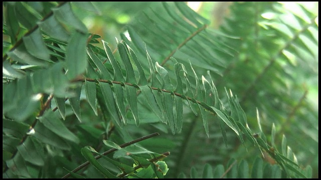 (HD1080)蕨叶特写花园视频素材