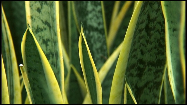 (HD1080)花园婆娘舌植物特写(三爪桑)视频素材